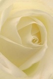 This intimate portrait of a creamy white rose draws the viewer into its very centre, where velvety petals curl around one another in an exquisite spiral. The perspective feels as though you could reach out and brush the gentle surface-a tactile experience rich with comfort and grace. Soft, natural light infuses each petal with a tranquil glow, casting gentle shadows that lend quiet drama and highlight the flower's nuanced beauty. The scene evokes the peace found in early mornings along Barking's streets, moments of private reflection, or the silent strength of family gatherings. Emotion is woven through every layer: whether marking a new beginning, offering condolences, or celebrating life's milestones, this rose is the florist's purest symbol of devotion and artistry. The faintest suggestion of a sweet, powdery aroma lingers in the background, as if drifting from a freshly arranged bouquet meant to brighten a home in Upney or Ripple Road. In every curve, colour, and thoughtfully composed detail, this rose stands as a tribute to Barking's unique blend of tradition and heartfelt connection.